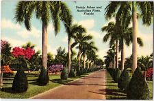 1940s Stately Palms & Australian Pines, Florida Vintage Linen Postcard picture