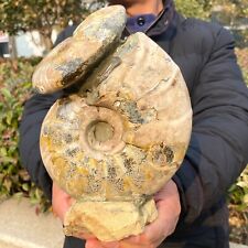 5.7LB Natural Large Beautiful Ammonite Fossil Conch Crystal Specimen Healing picture