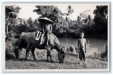 c1920's Candid Children Boys Cows River Pigs Java Indonesia RPPC Photo Postcard picture