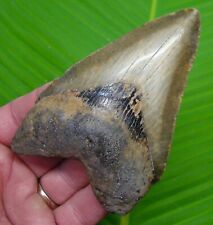 MEGALODON SHARK TOOTH  - 4 & 1/2 in.  SERRATED - REAL FOSSIL MEGLADONE picture