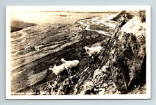 RPPC Postcard AK Alaska Dall Sheep On Mountainside Theatre Censor ADC picture