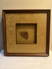 Framed Mounted Regal Moth Display Citheronia Regalis Hickory Horned Devil picture