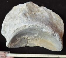 Large Titanothere Scapula Proximal, Brontothere, S Dakota, Badlands, 3lbs T709 picture