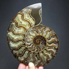 TOP Natural Crystal ammonite fossil conch specimen Reiki healing collect 1pc picture