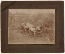 CIRCA 1890s MOUNTED BOARD PHOTO MAN CARRYING POTATOS ON HORSE WAGON WITH DOG picture