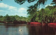 Jacksonville FL Florida, Swan Pond, Southern Beauty Spot, Vintage Postcard picture