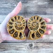 Ammonite Fossil Pair with Calcite Chambers 146g, Polished picture