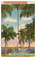 West Palm Beach Florida FL Postcard 60 Year Old Coconut Tree Old Cars Linen Unp. picture