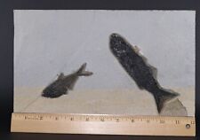 Rare Capping Layer Mioplosus & Diplomystus Fish Fossil Lake Wyoming WY COA 6045 picture