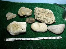 FAVOSITE  FOSSIL BULK LOT 8.5 Lbs Pin Coral Petoskey picture