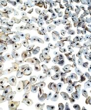 1000 Carolina Oyster Shells, Cleaned 2”-4+”, Great for crafts picture
