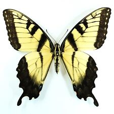 SPLENDID Papilio glaucus RARE FORM MALE FROM UNITED STATES picture