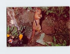 Postcard Golden Squirrel picture