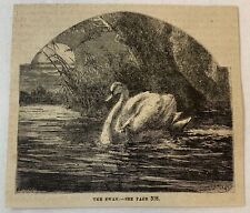 1877 magazine engraving~ THE SWAN picture