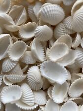 100 Small White Sea Shells (3/4-1 1/2