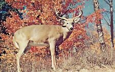 Vintage Deer Postcard HORNS  BUCK  IN AUTUMN  UNPOSTED  CHROME picture