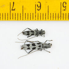 LONG HORN BEETLE - Cerambycidae sp (Pair) - MALAYSIA - 6606 picture