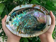 Abalone Shell, Seashell Incense Burner, Smudge Bowl / Holder, Pick a Size picture