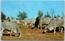 Postcard - Brahman Cattle picture
