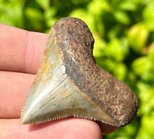 NICE Indonesian Megalodon Sharks Tooth Fossil Serrated Megladon Indonesia picture