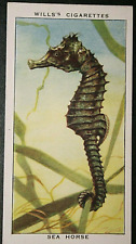 SEA HORSE   Vintage 1930's Illustrated Card  CD20M picture