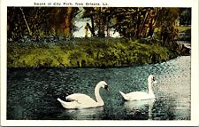 Postcard Swans Two City Park Lake New Orleans Louisiana A109 picture