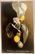 RPPC Tinted Lemon Plant Fruit, Vintage Real Photo Postcard picture