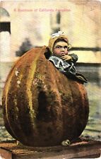 A Little Kid On A Pumpkin, A Specimen of California Pumpkins Postcard picture