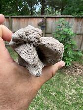 Texas Petrified Oak Wood 5x3x3 Round Rotted Tree Branch w Knot Montgomery County picture