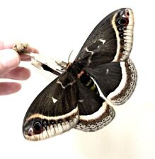 25x Calleta Silkmoth (Eupackardia calleta) Moth Eggs /Ova 🌿🐛🐛🐛 picture