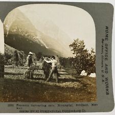 Norwegian Peasants Harvesting Oats Stereoview c1902 Norway Farm Workers H1243 picture