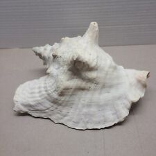 Large Unique Natural Conch Seashell 9” long x 7.5