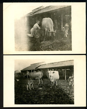 Two RPPC Personal Photos Farm Milking Cow Scenes Vintage Postcards R140 picture