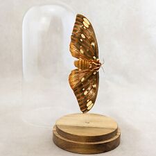 g33 Royal Walnut XL Citheronia  Regalis Moth Glass Dome Display Specimen Female picture