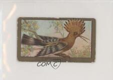 1910 ATC Bird Series T43 Sweet Caporal Hoopoe z6d picture