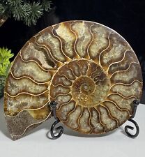 Super Large 14cm | 287g Madagascan Crystal Formed Fossil 416 Million Ammonite picture