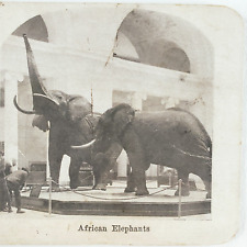 African Elephants Taxidermy Exhibit Stereoview c1915 Chicago Field Museum C1256 picture
