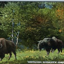 c1910s Omaha, Neb Riverview Park Buffalos Nice Litho Photo PC NE Mclaughlin A210 picture