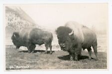 Buffalo Bulls BANFF National Park Alberta Canada 1920-40s Harmon RPPC 96 picture