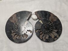Ancient Ammonite Fossil Pair Black & Brown In Color 7