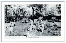 c1950's Sheep Animals Frank Philips Ranch Woolaroc Oklahoma OK Vintage Postcard picture