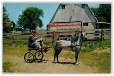 c1960s Windy Hills Roxanne Hickory Hill Pony Farm Scene Martinsville IN Postcard picture