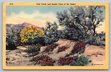 PPC Postcard AZ Arizona Palo Verde And Smoke Trees Of The Desert Indigo Bush San picture