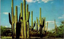 Postcard Family Group Of Saguaros Symbolic of the Desert Arizona [bv] picture