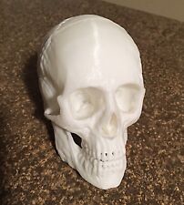 3D Human Skull Replica Model picture
