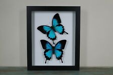 2 Blue Ulysses Butterflies in a Frame picture