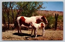 Two Farm Horses In California Vintage Unposted Postcard picture