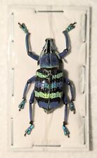 Eupholus magnificus, 1 pc, very scarce weevil from West Papua picture