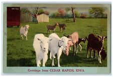 c1940's Greetings From Cedar Rapids Iowa IA Unposted Goats And Barns Postcard picture