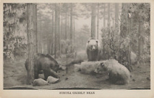 Vintage Postcard, Grizzly Bears,  Field Museum, Chicago, IL, Long Ago* picture